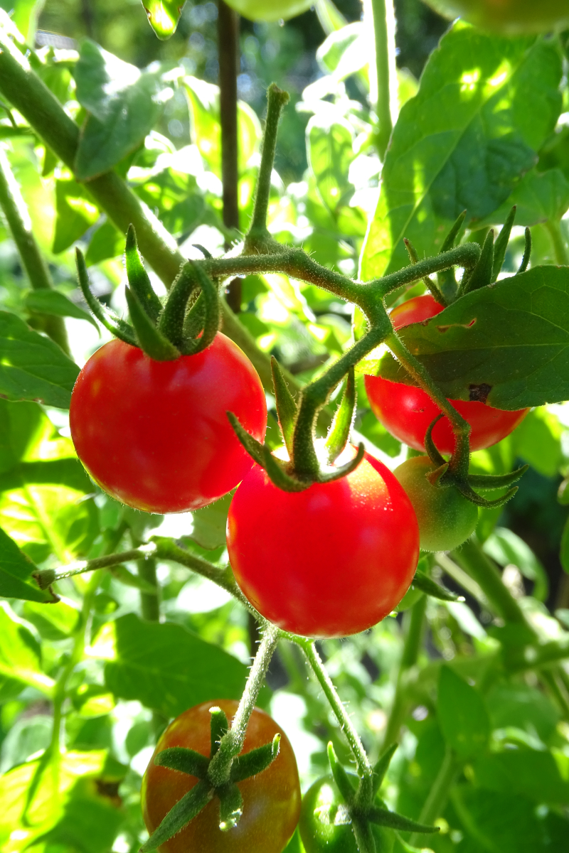 Everglades Cherry Tomato - Click Image to Close